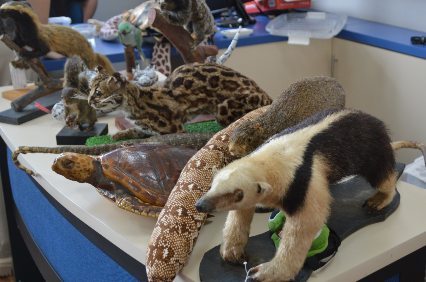 Palestra sobre os animais! Nossa Senhora Menina